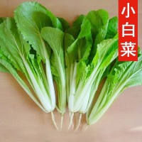 散裝小白菜種子 農(nóng)田菜地盆栽種植四季蔬菜脆嫩白菜籽