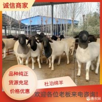 內(nèi)蒙古多胎小尾寒羊規(guī)模養(yǎng)殖場甘肅小尾寒羊引種甘肅小尾寒羊價(jià)格