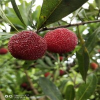 正宗嫁接楊梅樹苗 特大早熟南北方種植當年結(jié)果 八門果業(yè)