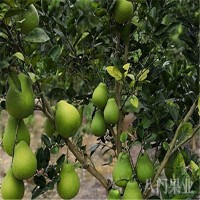黃金貢柚 青皮紅心柚子苗 庭院盆栽苗 當年結(jié)果 八門果業(yè)