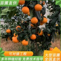 庭院景觀工程樹 黃金貢柚苗木 果肉金黃色多汁