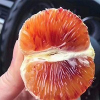 盆栽果樹 橙樹新品種之塔羅科血橙苗 果樹苗木 批發(fā)