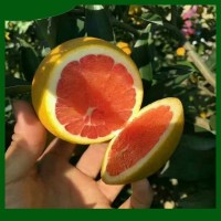 南方果樹苗 新一代嫁接樹苗 紅肉臍橙果苗基地批發(fā)出售