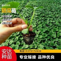 基地 種植基地發(fā)貨 免費技術指導 博洋9甜瓜苗 抗病毒 果香誘人