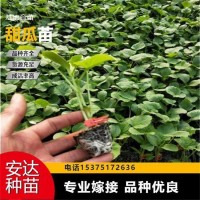 廠家直供 免費技術指導 抗裂果形好 博洋9甜瓜苗 大棚培育種植 好吃