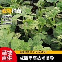早春大棚栽種 高產(chǎn)量 抗枯萎黃萎性好 嫁接西瓜苗 容易成活 麒麟
