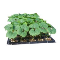 鮮嫩多汁 抗病高產(chǎn) 大棚露天均可種植 大型黃瓜苗 商品率高