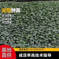 麒麟 免費技術指導 種類齊全 西瓜苗 果皮薄 溫室常年種植