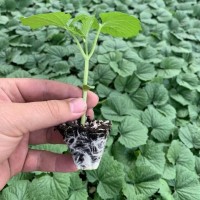 苦瓜苗 根系發(fā)達 瓜條油亮 果型均勻 順直齊頂 產量高