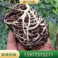 羅漢果苗 貴 州基地種植批發(fā) 當(dāng)年掛果庭院四季種植