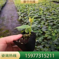 羅漢果苗帶土樹苗當(dāng)年掛果庭院陽臺種植包教種植管理技術(shù)