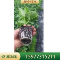 紫香百香果苗盆栽當(dāng)年結(jié)果帶盆發(fā)貨營養(yǎng)土培育脫毒無菌苗