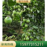 苗木地基地供應(yīng)紫香百香果當(dāng)年結(jié)果爬藤南方種樹苗