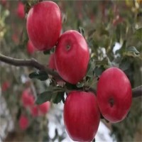 苗圃培育 嫁接矮化蘋果樹苗 口感甜脆 品種齊全