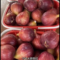 新品種無花果苗 金傲芬 波姬紅果大汁甜 早熟無花果樹苗 庭院種植