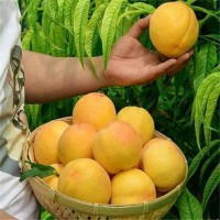 黃金蜜0號 黃桃 皮薄肉嫩錦繡黃桃 果科種植基地