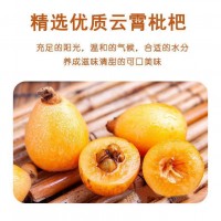 代發(fā)竹鹽枇杷干500g 批發(fā)水果干果脯零食散裝酸甜軟糯無核枇杷干