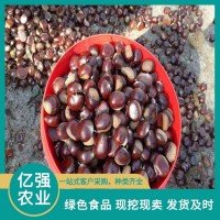 甘栗 3113板栗 入口時(shí)肉質(zhì)細(xì)膩甘甜 營(yíng)養(yǎng)豐富 億強(qiáng)
