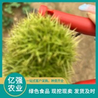 新鮮板栗 甘甜芳香 營(yíng)養(yǎng)豐富 提供收貨場(chǎng)地 億強(qiáng)