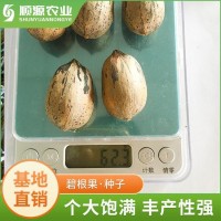 美國山核桃種子 優(yōu)質(zhì)碧根果種子 耐旱山核桃種 高成活率 現(xiàn)貨