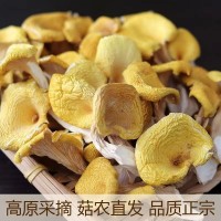 東北雞油菌源頭基地直供東北特產(chǎn)食用菌黃金菇煲湯榆黃菇干貨批發(fā)