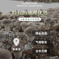 水煮草菇整粒 草菇片 草菇罐頭