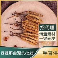 現(xiàn)貨西藏那曲冬蟲夏草干貨批發(fā)青海西藏高海拔蟲草一手貨源可代發(fā)
