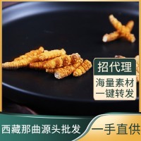 現(xiàn)貨西藏那曲冬蟲夏草干貨批發(fā)青海西藏高海拔蟲草一手貨源可代發(fā)