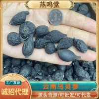 燕鳴堂云南也生烏靈參干貨雞樅蛋雷震子雞茯苓吊金鐘烏苓參中藥材