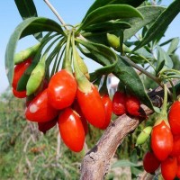 紅枸杞青海柴達(dá)木精選紅枸杞一手貨源原產(chǎn)地批發(fā)紅枸杞【500g】