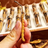 冬蟲夏草西藏那曲鮮蟲草蟲草新鮮批發(fā)無斷草干貨蟲草產(chǎn)地直發(fā)