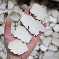 干貨虎奶菌虎乳菌整粒切片真空包裝250g 180g可一件代發(fā)