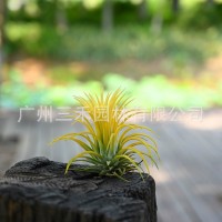 空氣鳳梨懶人無土植物德魯伊黃精靈基地農(nóng)場直發(fā)綠植盆栽花卉