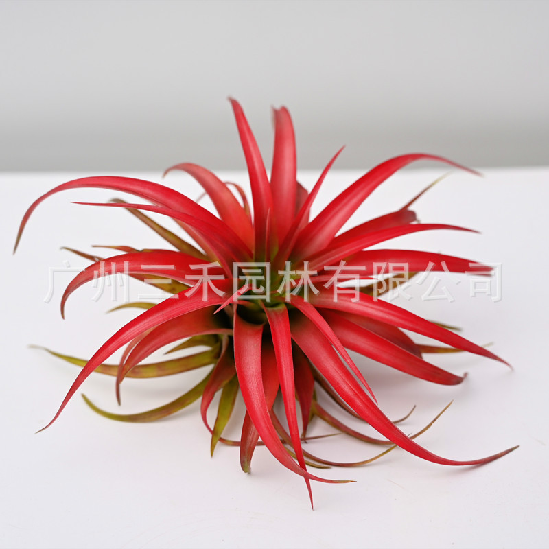 DSC_1018_副本.jpg