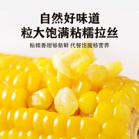 東北黃糯玉米十根 粘糯玉米真空包裝整箱玉米棒加熱即食代發(fā)批發(fā)