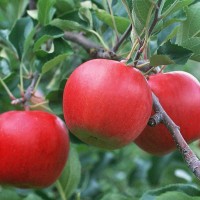 二氫茉莉酸丙酯(PDJ)，蘋(píng)果葡萄上色劑Blush活性成分 5克/瓶(95%)