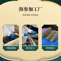 鼎鮮海參工廠批發(fā) 海參即食海參遼刺參獨(dú)立包裝 廠家直供支持批發(fā)