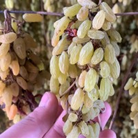 葡萄干新疆吐魯番直發(fā)散貨19.8斤小顆粒烘焙糕點(diǎn)產(chǎn)地發(fā)貨無(wú)核無(wú)籽