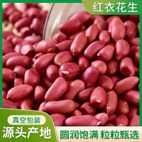 廠家貼牌加工紅皮紅衣花生農(nóng)家無殼500g真空包裝紅衣花生禮品花生
