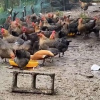 草雞公雞老母雞正宗土雞農(nóng)家散養(yǎng)走地雞柴雞笨雞燉湯整只