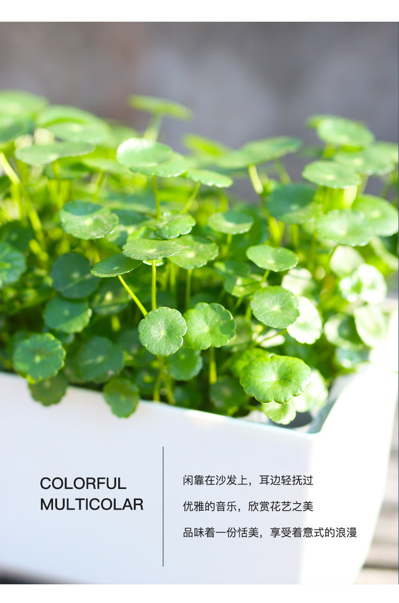 A203-菱形長(zhǎng)條儲(chǔ)水花盆_09.jpg