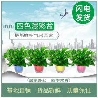 180大綠蘿盆栽植物花卉室內(nèi)綠植吸甲醛水培吊蘭凈化空氣綠籮基地