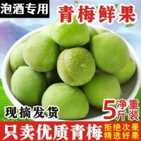 福建新鮮青梅果泡酒專用高山野生酸梅子現(xiàn)摘大果脆梅青梅鮮果包郵