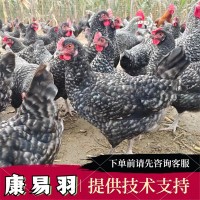 半斤蘆花雞活雞苗純種蘆花雞苗活體脫溫苗黑白蘆花脫溫苗
