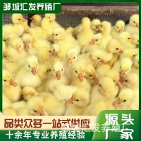 特種養(yǎng)殖白鵝 繁殖種苗可下蛋 景區(qū)觀賞家養(yǎng)珍禽白獅頭雜交幼苗