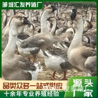 鵝苗潮汕獅頭鵝純種活苗 獅頭鵝脫溫苗 獅頭鵝苗價格白獅頭